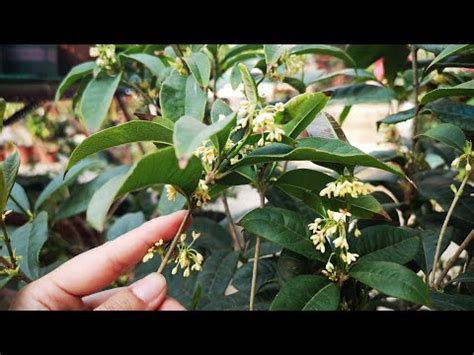 桂花種植土壤|桂花種植指南：種出芬芳美麗的桂花 